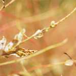Olio di semi di zucca: per il benessere urinanario e i disturbi della prostata