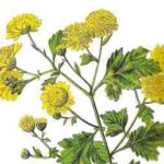 Chrysanthellum Americanum, aiuta il microcircolo e la salute del fegato
