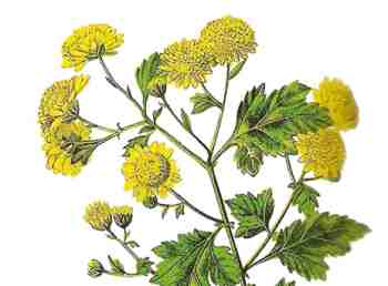 Chrysantellum Americanum