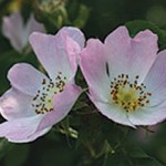 La rosa canina: la pianta per le difese immunitarie.