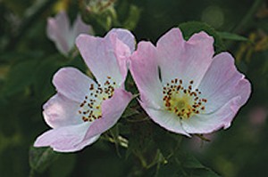 fiore di rosa canina