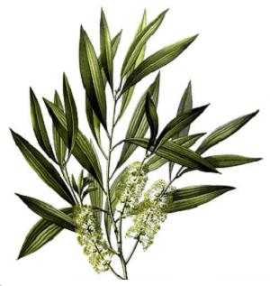 melaleuca alternifolia Melaleuca Alternifolia