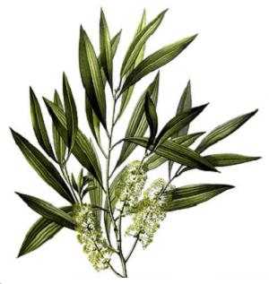 Melaleuca Alternifolia