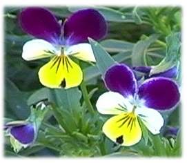 fiore di viola del pensiero