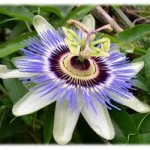 Passiflora: Per notti più serene