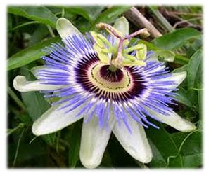 fiore della passiflora