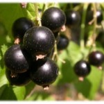 Il Ribes nero:la pianta dei reumatismi