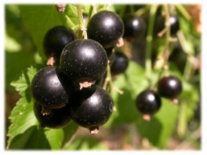 bacche di ribes nero