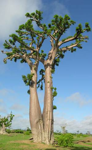 Albero di Baobab Africano