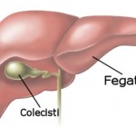 La cistifellea o colecisti